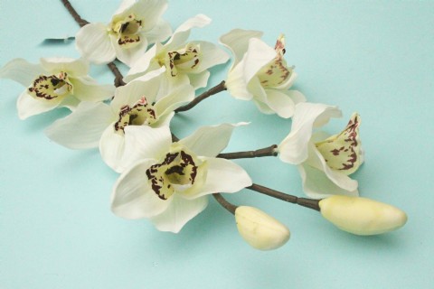 Cymbidium Orchid Stem